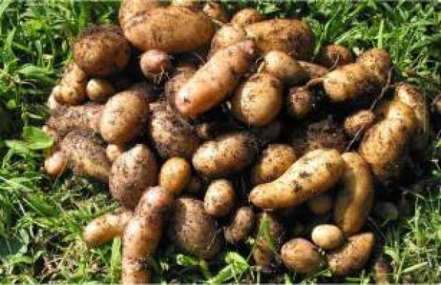 Conceptos básicos para el cultivo de patatas en macetas