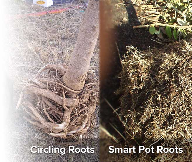 circling versus air pruned roots