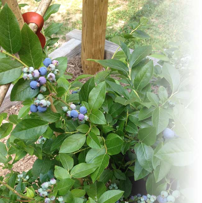 smart pot blueberries