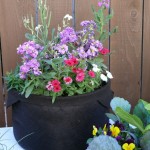 Flowers in Smart Pot
