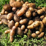 Smart Pot – Fingerling Potato Harvest