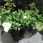 Smart Pot Roses 8-050013