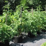 Smart Pot -Tomato Garden 2