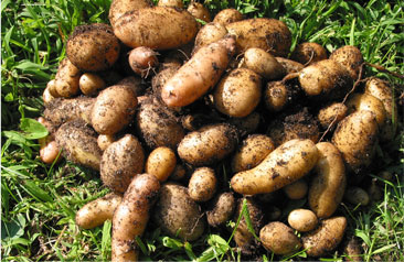 smart pot potatoes