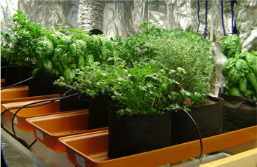 smart pot hydroponics