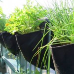 chives and herbs verticle garden
