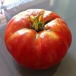 Análisis del tomate toro: ¡Descubre cuál es el mejor para tu jardín!