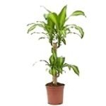 Análisis y comparativa: Dracena Massangeana, la planta ideal para tu jardín