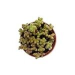 Guía de cultivo y comparativa de Sedum rubrotinctum: todo lo que necesitas saber para tener el mejor jardín