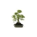 Serissa Bonsai: Análisis de los mejores productos para su cuidado en jardinería y agricultura