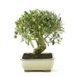 Guía de compra: Los mejores olivos bonsai para tu jardín