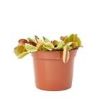 Análisis de los mejores productos para cultivar la planta carnivora Dionaea en tu jardín