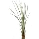 Análisis y comparativa de Tillandsia Juncea: Todo lo que necesitas saber para cuidar esta planta en tu jardín