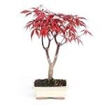 Guía de compra: Arce deshojo bonsai, la joya de tu jardín