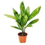 Guía de cultivo de Licuala Grandis: Análisis de los mejores productos para su cuidado en jardinería y agricultura