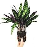 Análisis y comparativa: Calathea Morada, la joya exótica para tu jardín Análisis y comparativa: Calathea Morada, la joya exótica para tu jardín