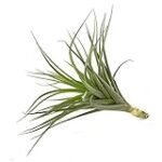 Análisis y comparativa de aeranthos tillandsia: descubre la mejor opción para tu jardín