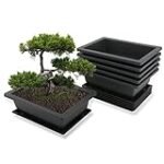 Análisis y comparativa: Las mejores macetas para bonsai baratas del mercado