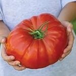 Guía de compra: Semillas de Tomate Feo de Tudela - Análisis y comparativa de las mejores opciones para tu jardín