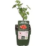 Los mejores árboles frutales de bajo mantenimiento: análisis y comparativa Los mejores árboles frutales de bajo mantenimiento: análisis y comparativa