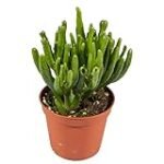 Guía de cultivo: Crassula Ovata Hobbit, la suculenta ideal para tu jardín