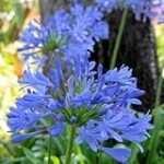 Guía de compra: Agapanthus Peter Pan, la mejor opción para tu jardín