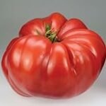 Análisis y comparativa de las mejores semillas de tomates gigantes para tu jardín