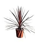 Cordyline Red Star: Guía completa de cuidados para esta planta ornamental en tu jardín