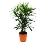 Rhapis Excelsa: Análisis y comparativa de la mejor planta de interior para tu jardín