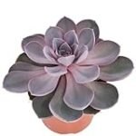 Guía de cultivo de Echeveria Runyoni: Análisis y comparativa de los mejores productos para su cuidado en jardinería y agricultura