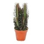 Guía de compra: Euphorbia Trigona Rubra, la joya exótica para tu jardín