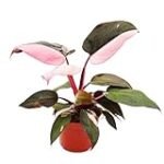 Análisis y comparativa: ¿Dónde comprar Philodendron Pink Princess de la mejor calidad para tu jardín?