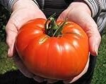 Análisis y comparativa del tomate Goliat: la joya de la jardinería y agricultura