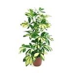 Schefflera Gold Capella: Análisis y comparativa de una planta imprescindible para tu jardín