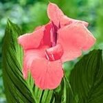 Análisis y comparativa de los mejores productos de jardinería: Canna Rosa, la joya de tu jardín
