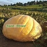 Análisis de la calabaza Atlantic Giant: ¡Descubre la mejor variedad para tu jardín!