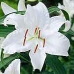 Análisis de los mejores bulbos de Lilium Oriental blanco para tu jardín: ¡Descubre cuál elegir!