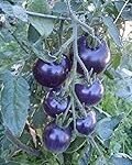 Guía de compra: Las mejores variedades de plantas de tomate azul para tu jardín