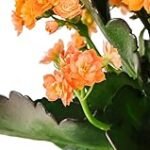 Guía de compra: Kalanchoe Doble, la joya de la jardinería para tu hogar