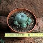 Guía de compra: Los mejores sustratos para el cultivo de cactus Lophophora williamsii en jardinería y agricultura