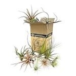 Guía de compra: Tillandsias - Análisis y comparativa de los mejores productos para tu jardín