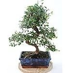 Guía de compra: Los mejores bonsáis Zelkova para tu jardín