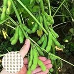 Edamame planta: guía de cultivo y variedades - Análisis y comparativa en jardinería y agricultura