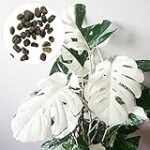 Monstera deliciosa seedling: Guía de compra y comparativa de las mejores opciones para tu jardín