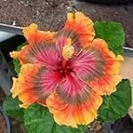 Guía de las Mejores Semillas de Hibiscus para Tu Jardín: Análisis y Comparativa