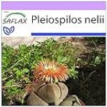 Guía completa sobre Pleiospilo Nelii: Análisis y comparativa de los mejores productos de jardinería y agricultura para su cuidado