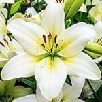 Guía de compra: Los mejores bulbos de Lilium para tu jardín