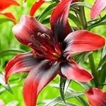 Análisis y comparativa: Los mejores bulbos de Lilium rojo para tu jardín