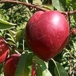 Título: Análisis y comparativa de los mejores productos para cultivar un árbol de nectarina en maceta