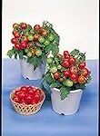 Análisis y comparativa de la variedad de tomate Robin F1: ¡Descubre cuál es el mejor para tu jardín!